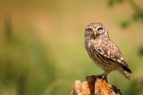 Alone owl Stock Photos