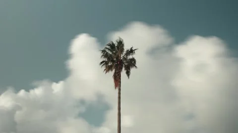 Alone palm tree and clouds motion on blue sky Stock Footage 241748217
