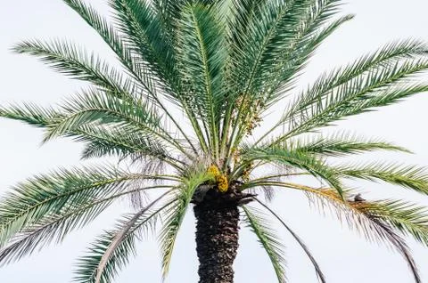 Alone palm tree Stock Photos