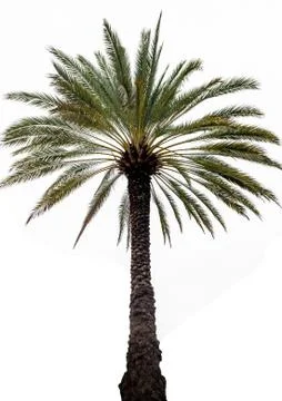 Alone palm tree Stock Photos