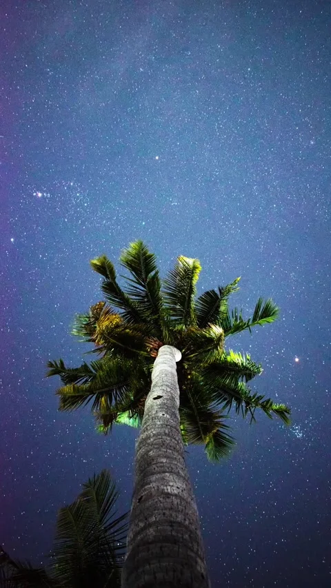Alone Palm Tree Under the Stars – Beautiful Night Timelapse Stock Footage 313559247