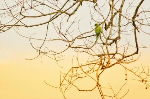 An alone parrot Stock Photos