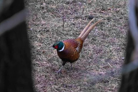 Alone pheasant walking in the grass Stock Photos