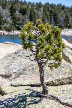 Alone pine tree growing on the rock of the mountain Pyrenees from Spain Stock Photos