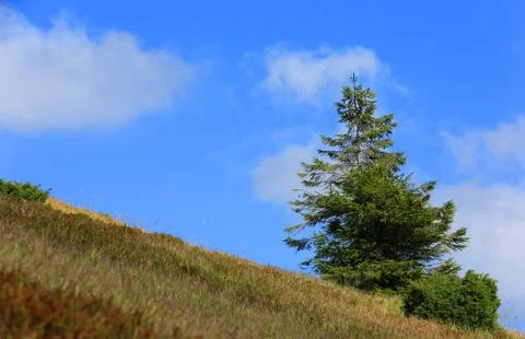 Alone pine tree on mountain slope Foto stock