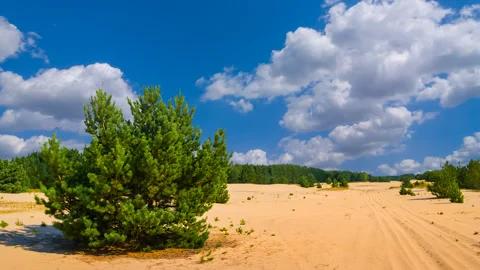 Alone pine tree on the sand under cloudy sky  time lapse scene Stock Footage 240746098