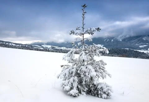 Alone pine tree in winter mountains Stock Photos