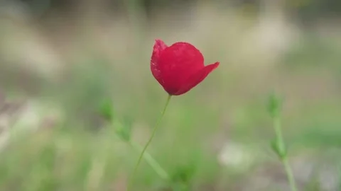 Alone poppy flower in the forest Stock Footage