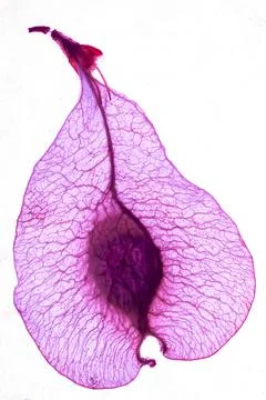 Alone in purple Stock Photos