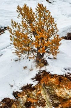 Alone red pine grows out of stone. Winter in the Urals. 写真素材