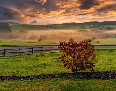 Alone red tree on meadow at sunset with sun and mist - panorama 库存照片