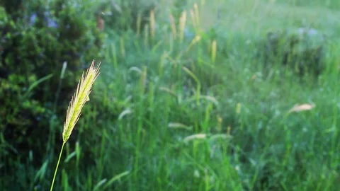 Alone reed shines under the sun Stock Footage 71035808