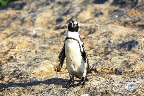 Alone on Rocks Stock Photos