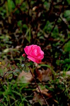 Alone rose Stock Photos