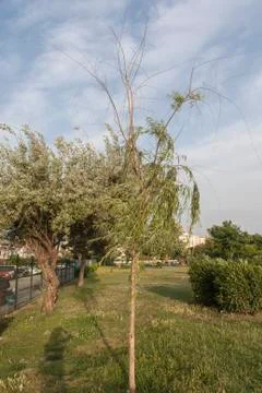 An Alone Sapling at a Park Stock Photos