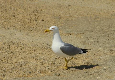 Alone seagull at the dock Stock Photos