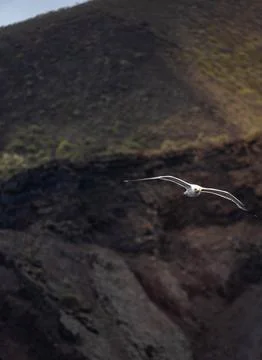 Alone seagull flying in the sky through the rocks Stock Photos
