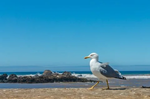 Alone seagull perched on a wall Stock Photos