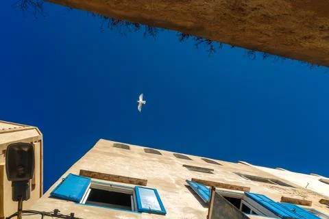 Alone seagull soars in the sky. Foto stock