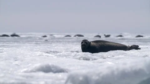 Alone seal looking around and go into the water on floating ice block Video stock 308774389
