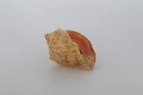 Alone seashell on the white background Stock Photos