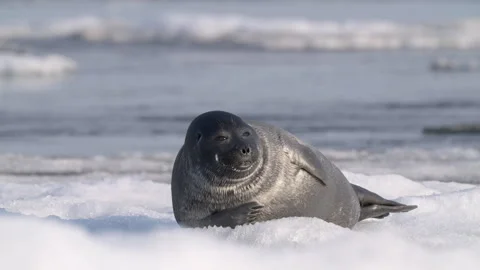 Alone serene seal resting on floating ice floe in the water, looking around Video stock 308777779