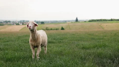 Alone sheep lamb graze and walk on grass field.. Summer evening at the farm. The Stock Footage 237798669