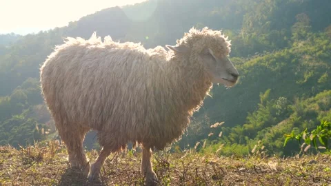 Alone sheep in mountain with summer sunset light, domestic farm animal Видео 221087908