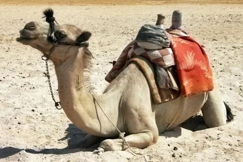 Alone sitting camel in the desert Stock Photos