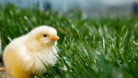 Alone small chick hiding in spring grass and try to sleep Stock Photos