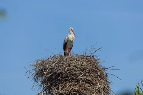 Alone stork standing in the big nest Stock Photos