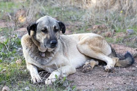 Alone stray dog Stock Photos