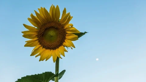 Alone sunflower on blue sky. Time Lapse Stock Footage 87027579