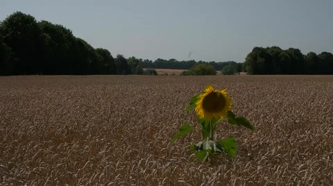 Alone sunflower in a field of wheat Stock Footage 65217513