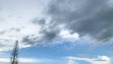 Alone tall tree with blue and cloudy sky before raining in evening Stock Footage 198809744