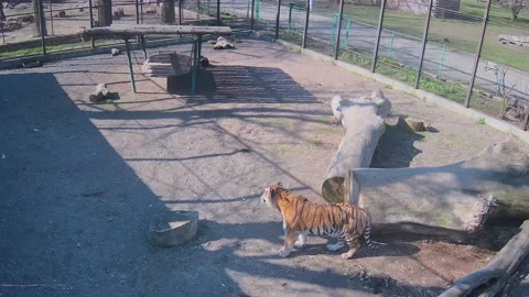 Alone tiger staying on the cage Stock Footage 152241364