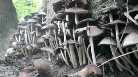 Alone Toadstool Stock Footage 52554237