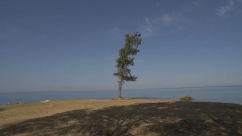 The alone tree on the beach Video stock 71891354