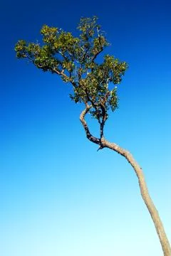 Alone tree in the blue sky Stock Photos