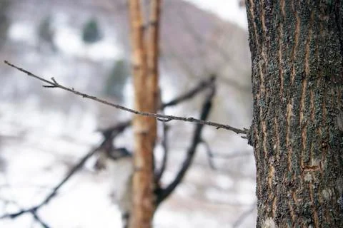 Alone tree branch Stock Photos