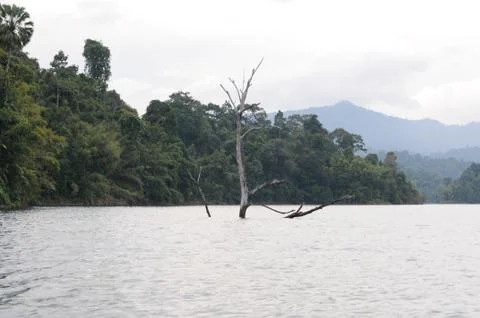 Alone tree coming out of still lake  of national park Foto stock