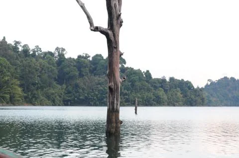 Alone tree coming out of still lake  of national park Stock Photos