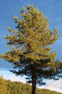 Alone tree at countryside Stock Photos