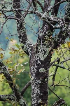 Alone tree at countryside Stock Photos
