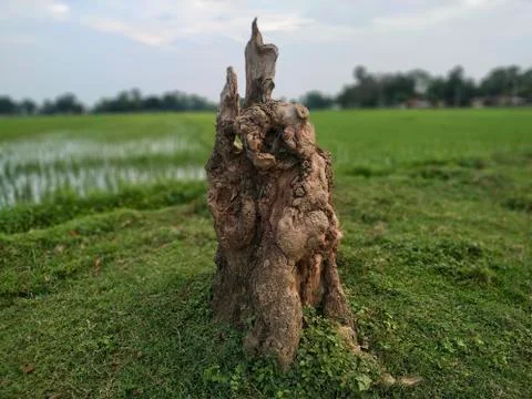 Alone Tree Cut Grass Field stock photos. This is taken in india by vishal sin Stock Photos