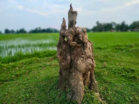 Alone Tree Cut Grass Field stock photos. This is taken in india by vishal sin Stock-Fotos