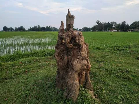 Alone Tree Cut Grass Field stock photos. This is taken in india by vishal sin Stock Photos