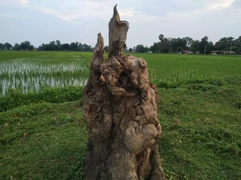 Alone Tree Cut Grass Field stock photos. This is taken in india by vishal sin Stock Photos