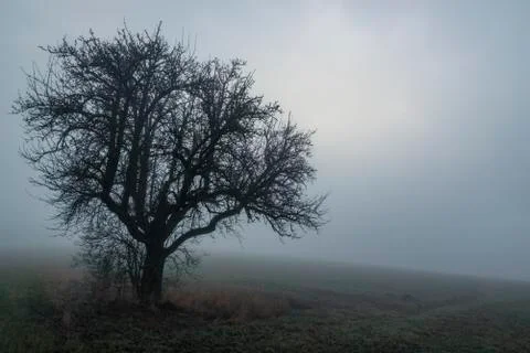 Alone tree in the December cold mist Stock Photos