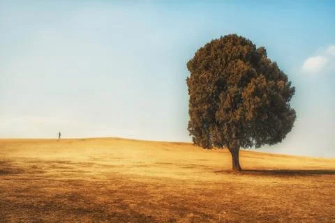 Alone tree on dry meadows Stock Photos